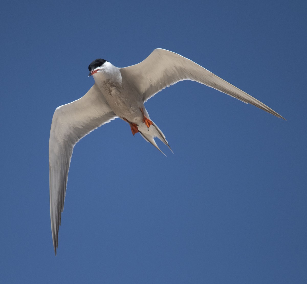 White-cheeked Tern - David Darrell-Lambert