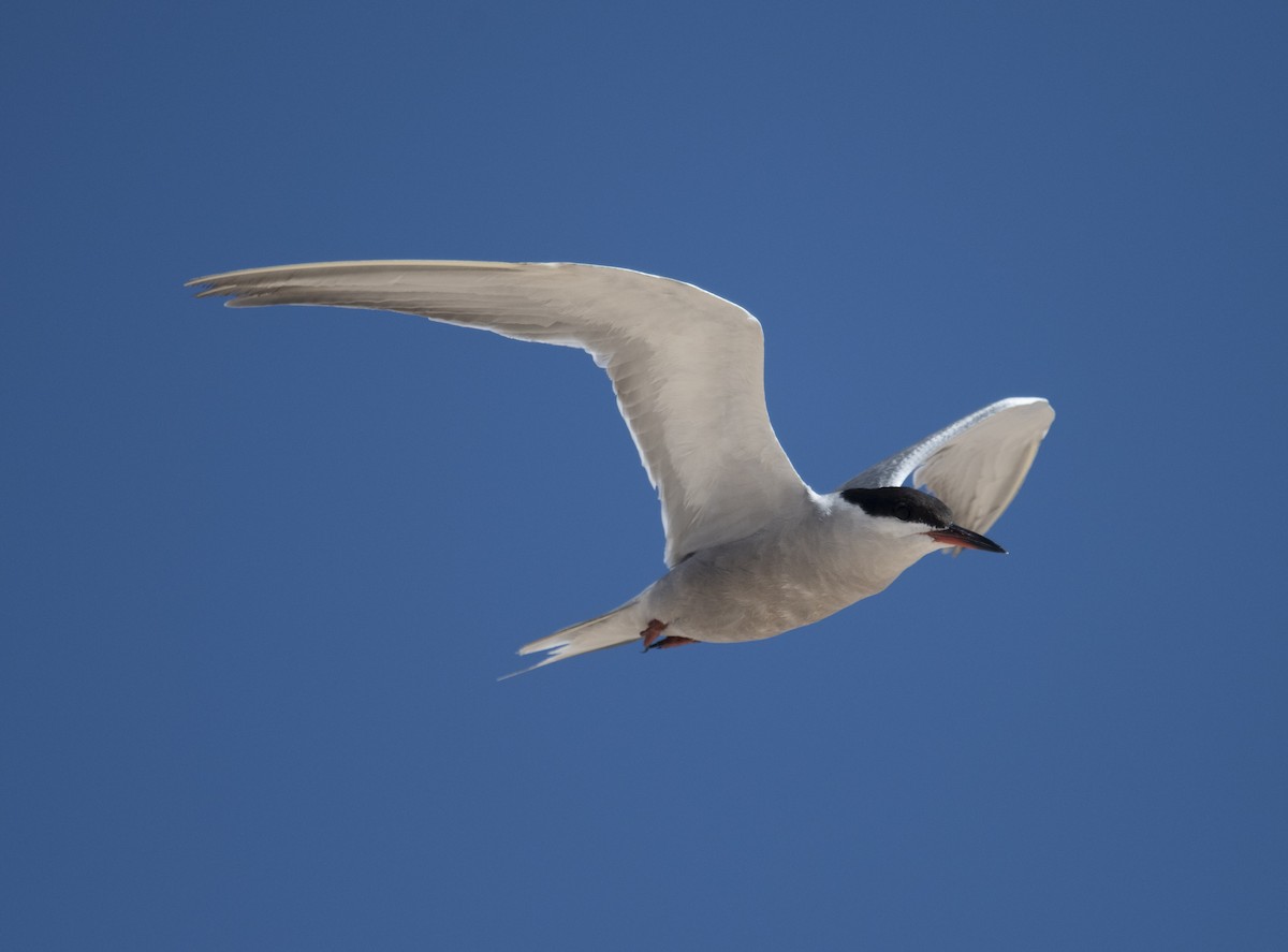 White-cheeked Tern - David Darrell-Lambert