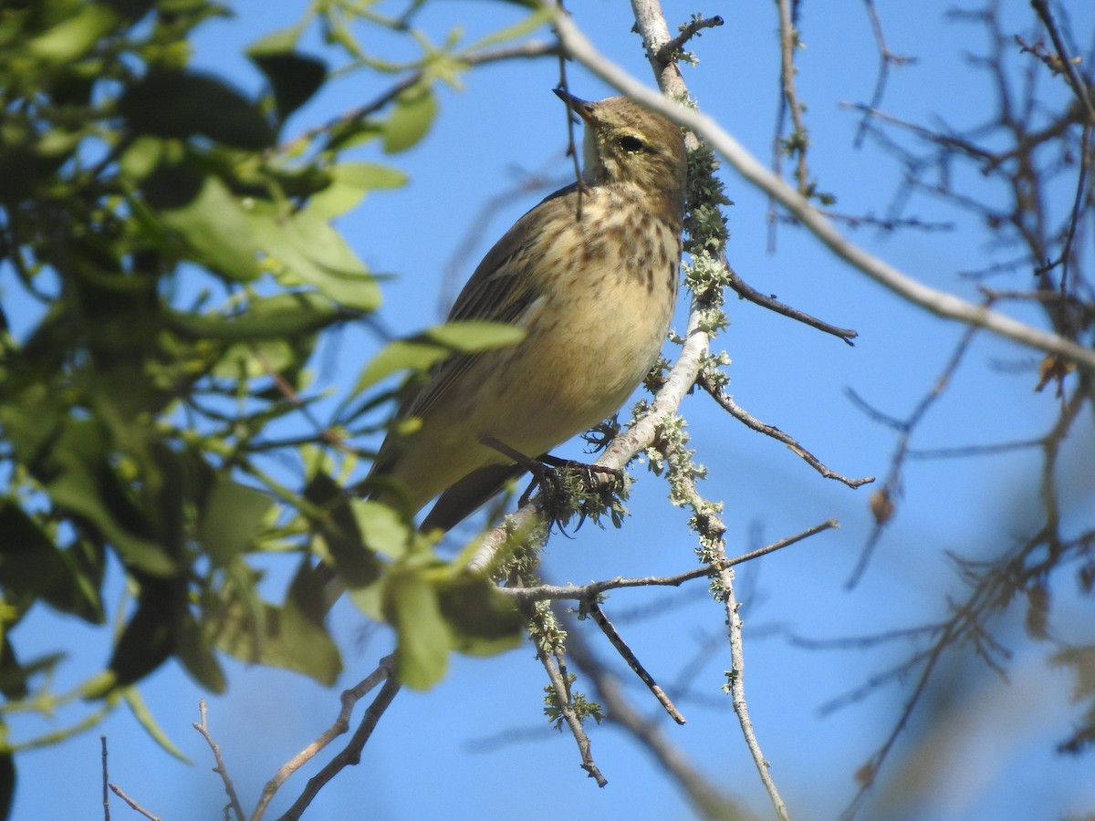 American Pipit - Kathryn McAleese