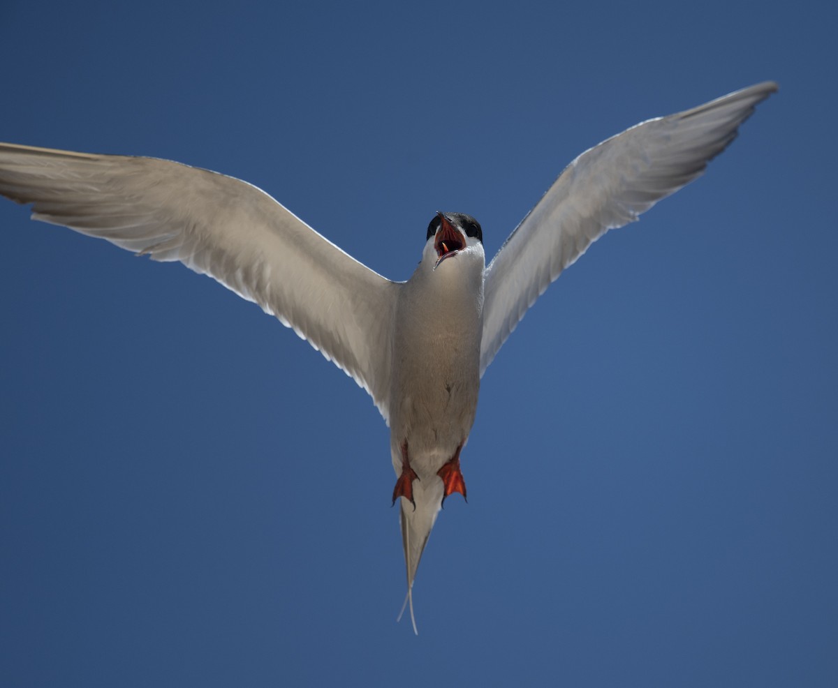 White-cheeked Tern - David Darrell-Lambert