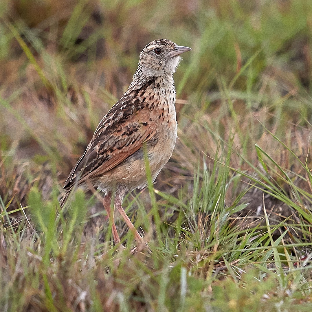 Plateau Lark - ML611912113
