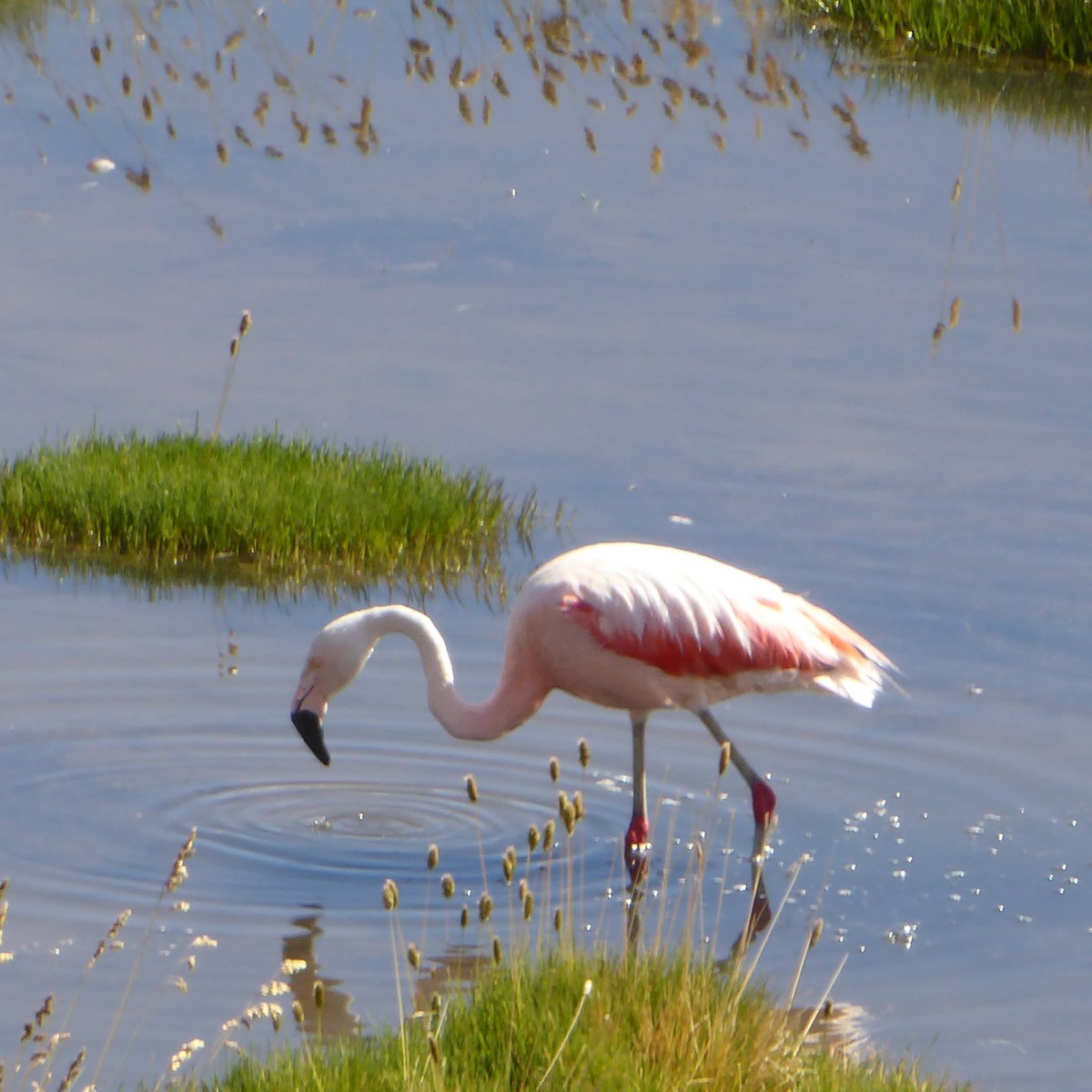 Chilean Flamingo - Ann Kovich