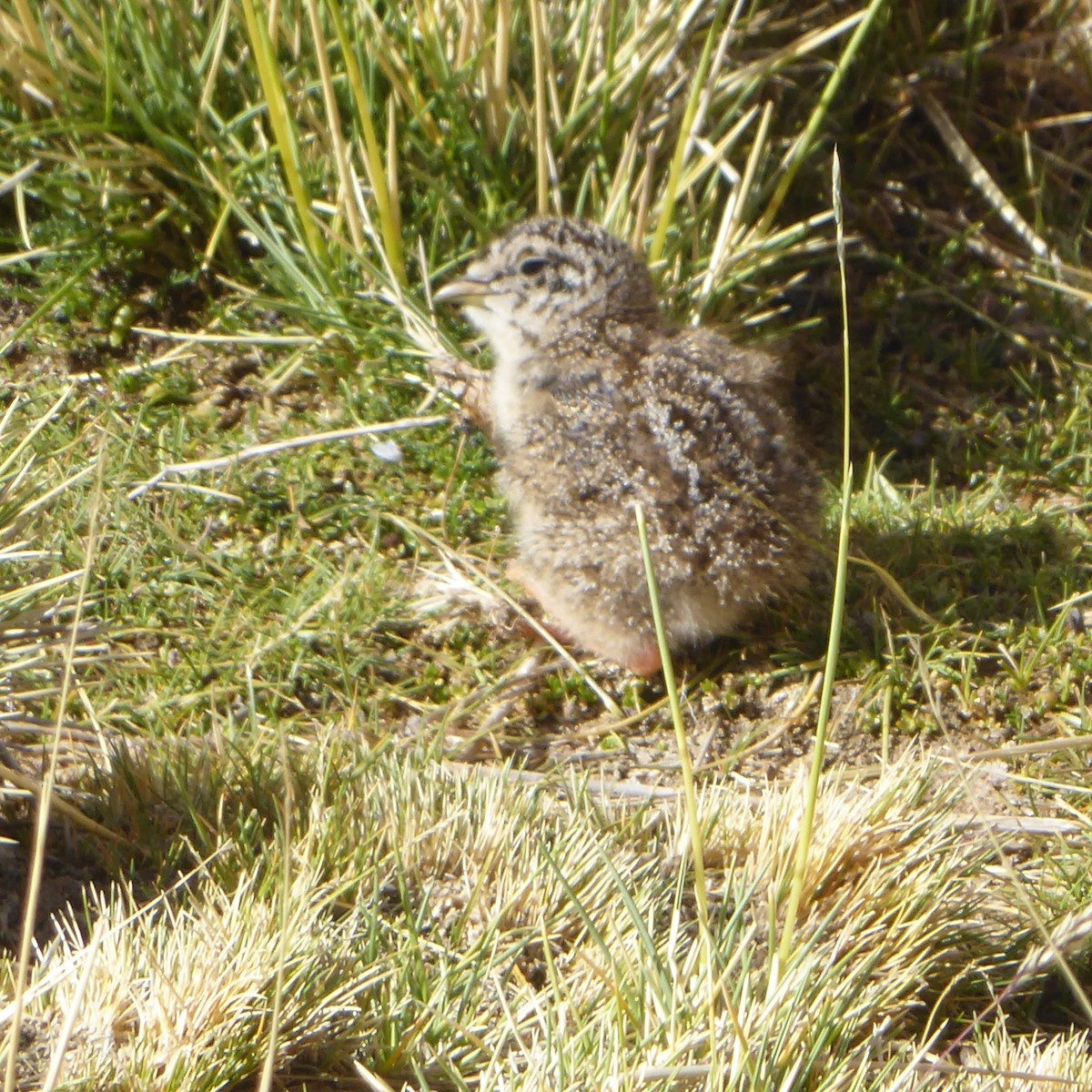 Gray-breasted Seedsnipe - ML611912175