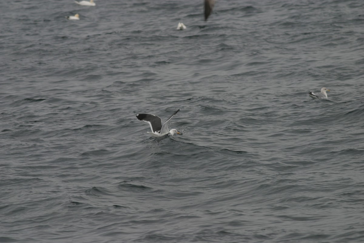 Western Gull - ML611912182