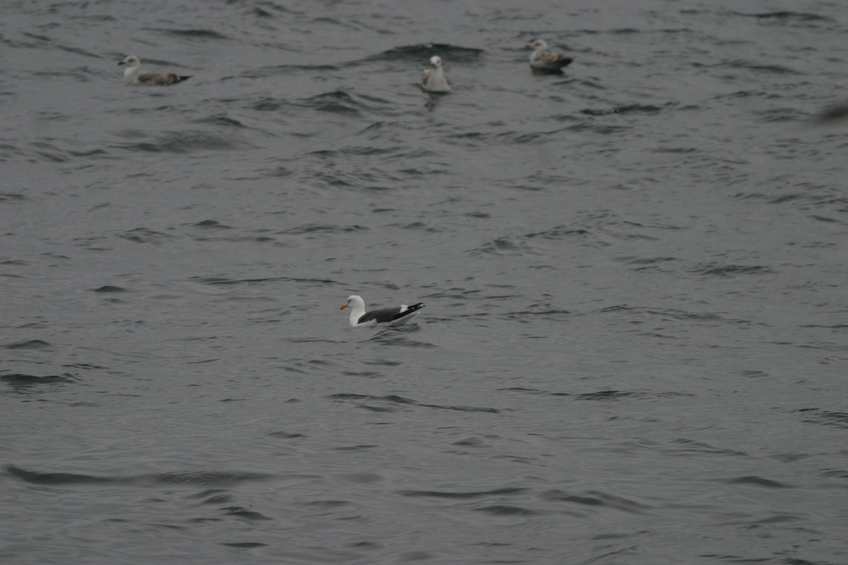 Western Gull - ML611912190