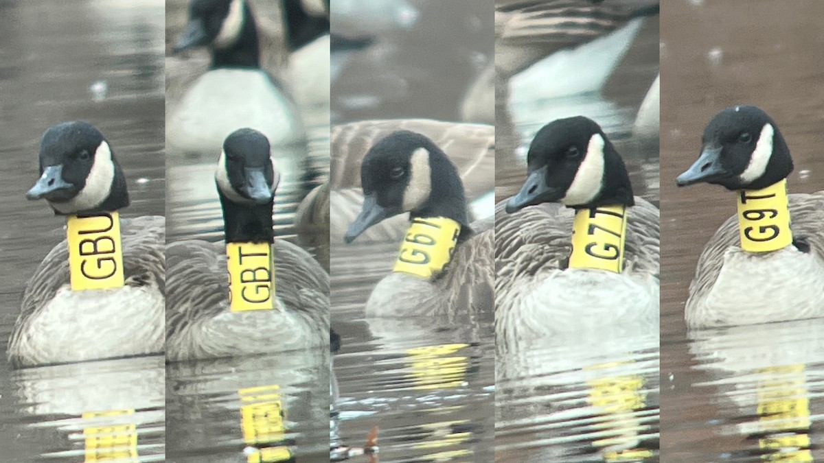 Canada Goose - Hanyang Ye