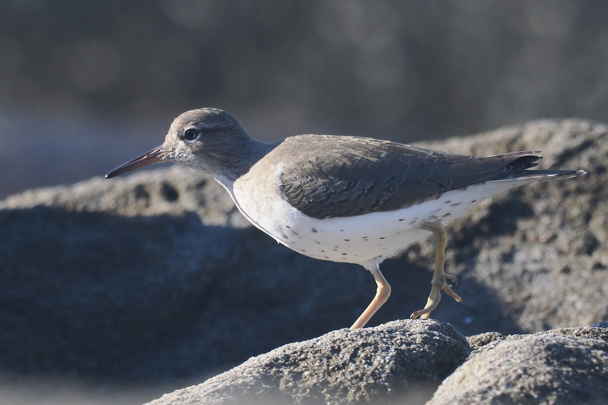 Spotted Sandpiper - Donna Pomeroy