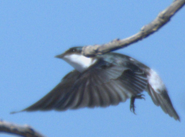 Mangrove Swallow - Carlos Jenkins