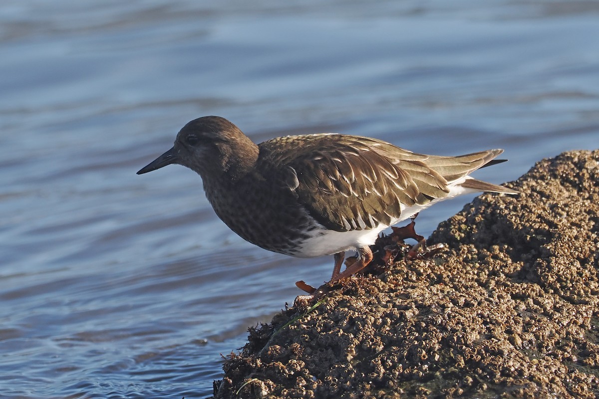 Black Turnstone - ML611912217