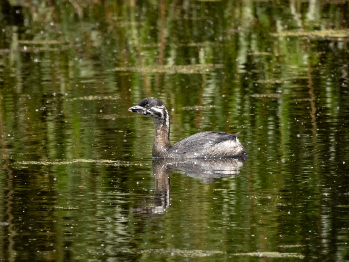 Pied-billed Grebe - Felipe Silva Guzmán