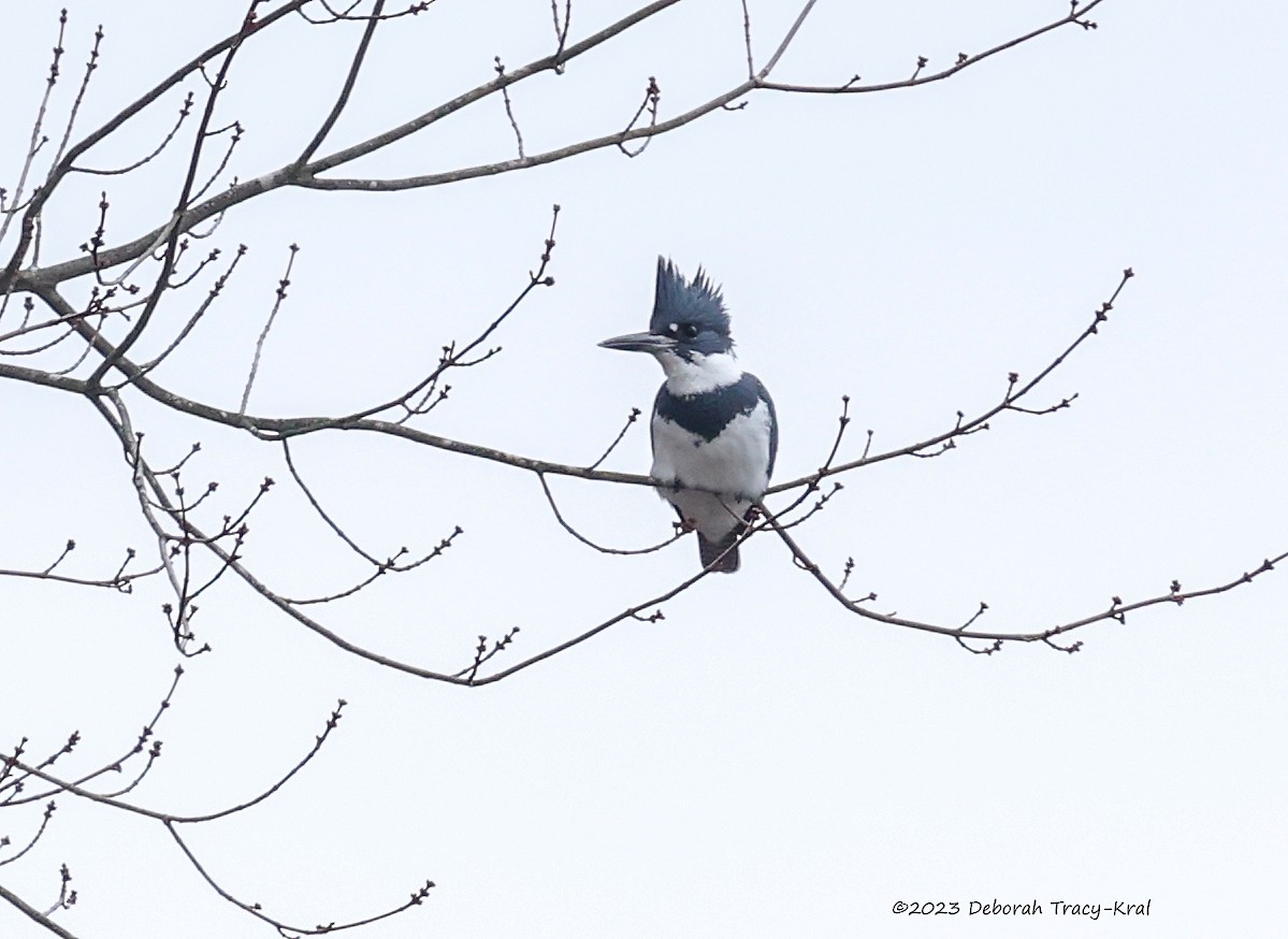 Belted Kingfisher - ML611912347