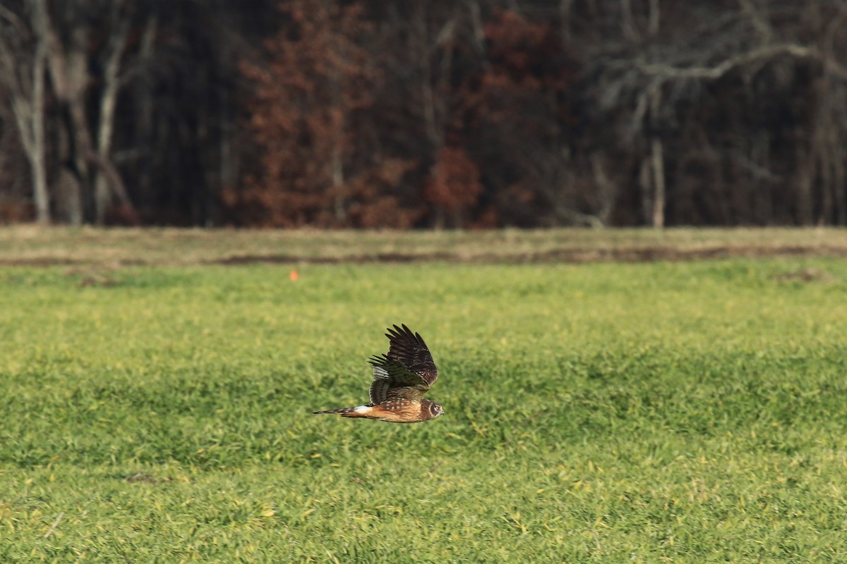 Northern Harrier - ML611912352