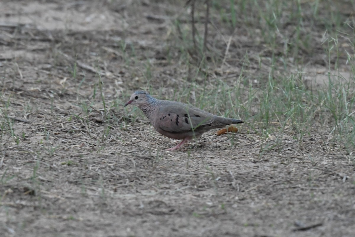 Common Ground Dove - ML611912354