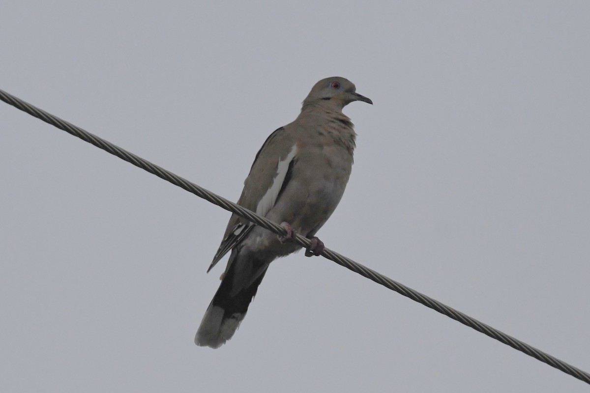 White-winged Dove - ML611912358