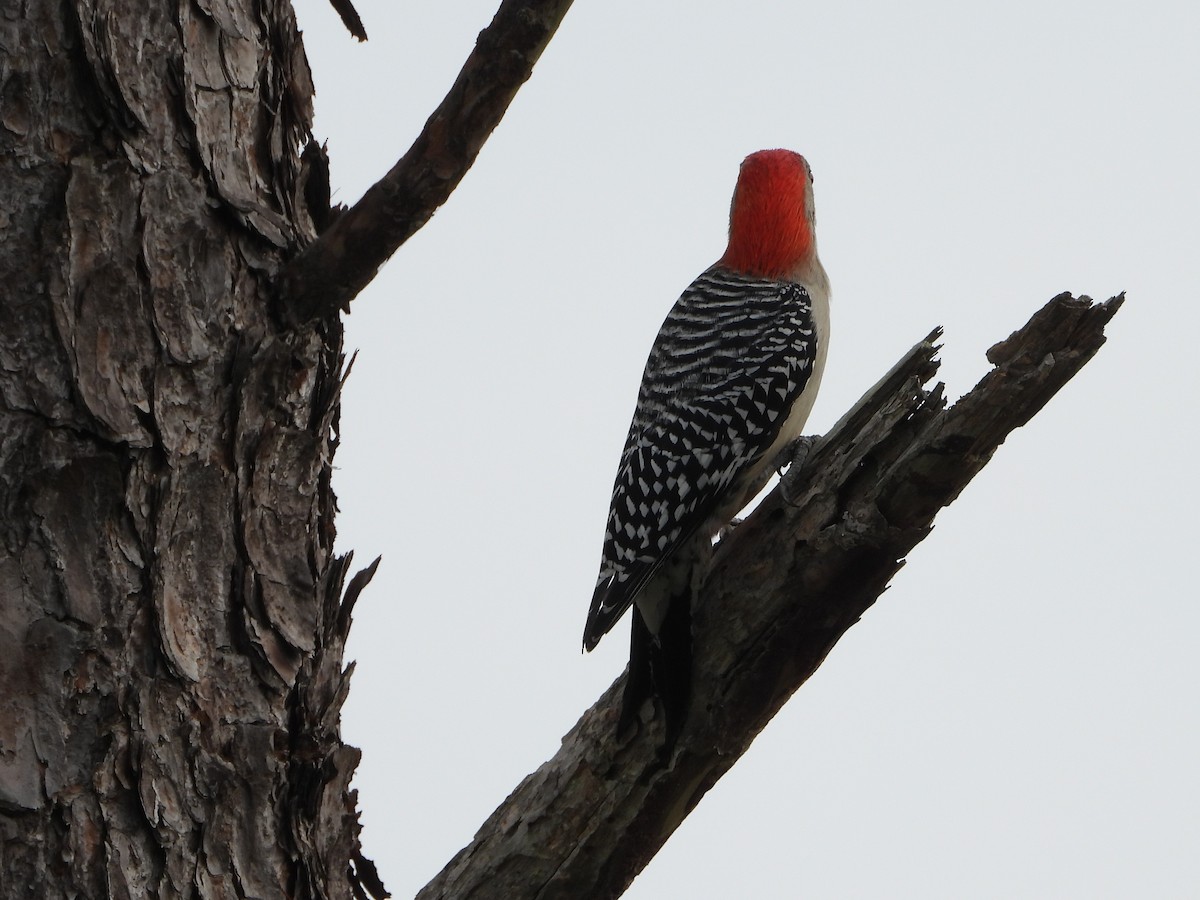 Red-bellied Woodpecker - ML611912360