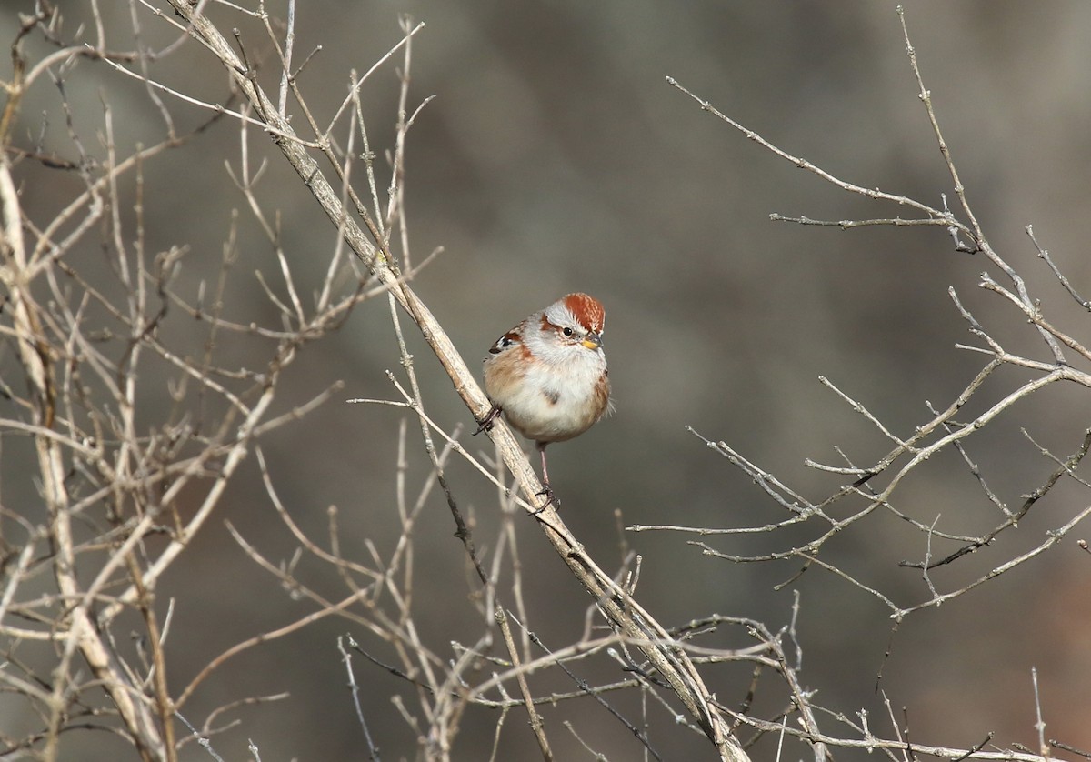 American Tree Sparrow - ML611912387