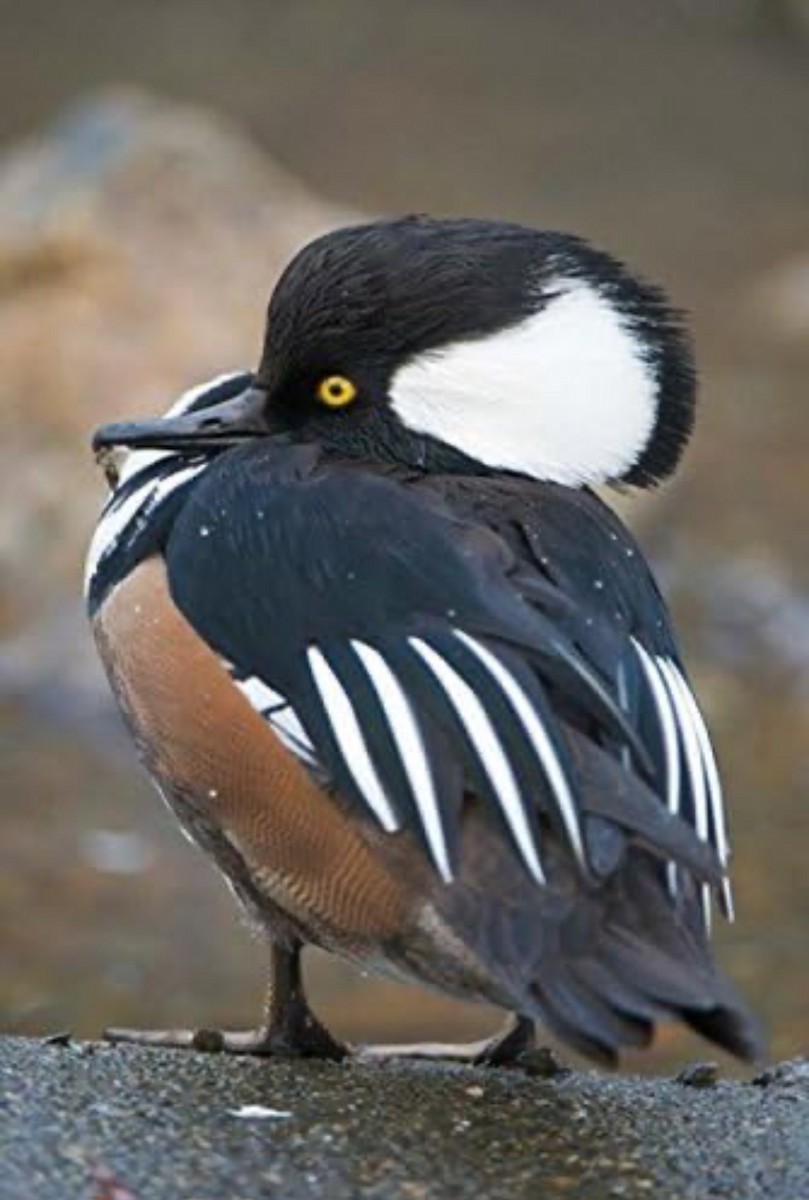 Hooded Merganser - ML611912489