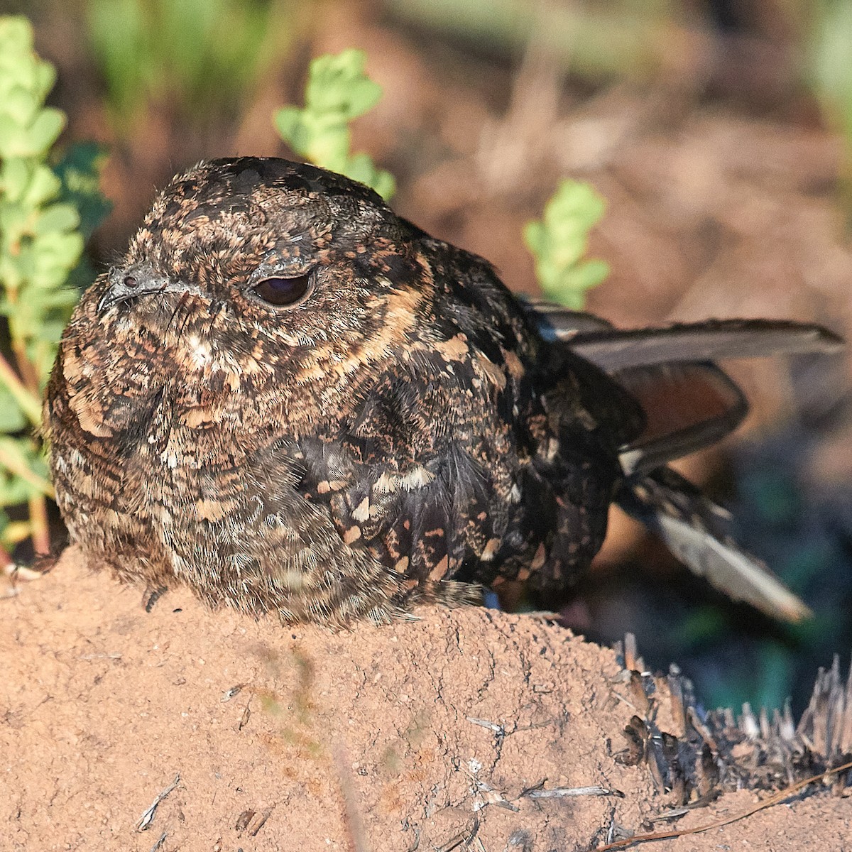 Montane Nightjar (Rwenzori) - Werner Suter