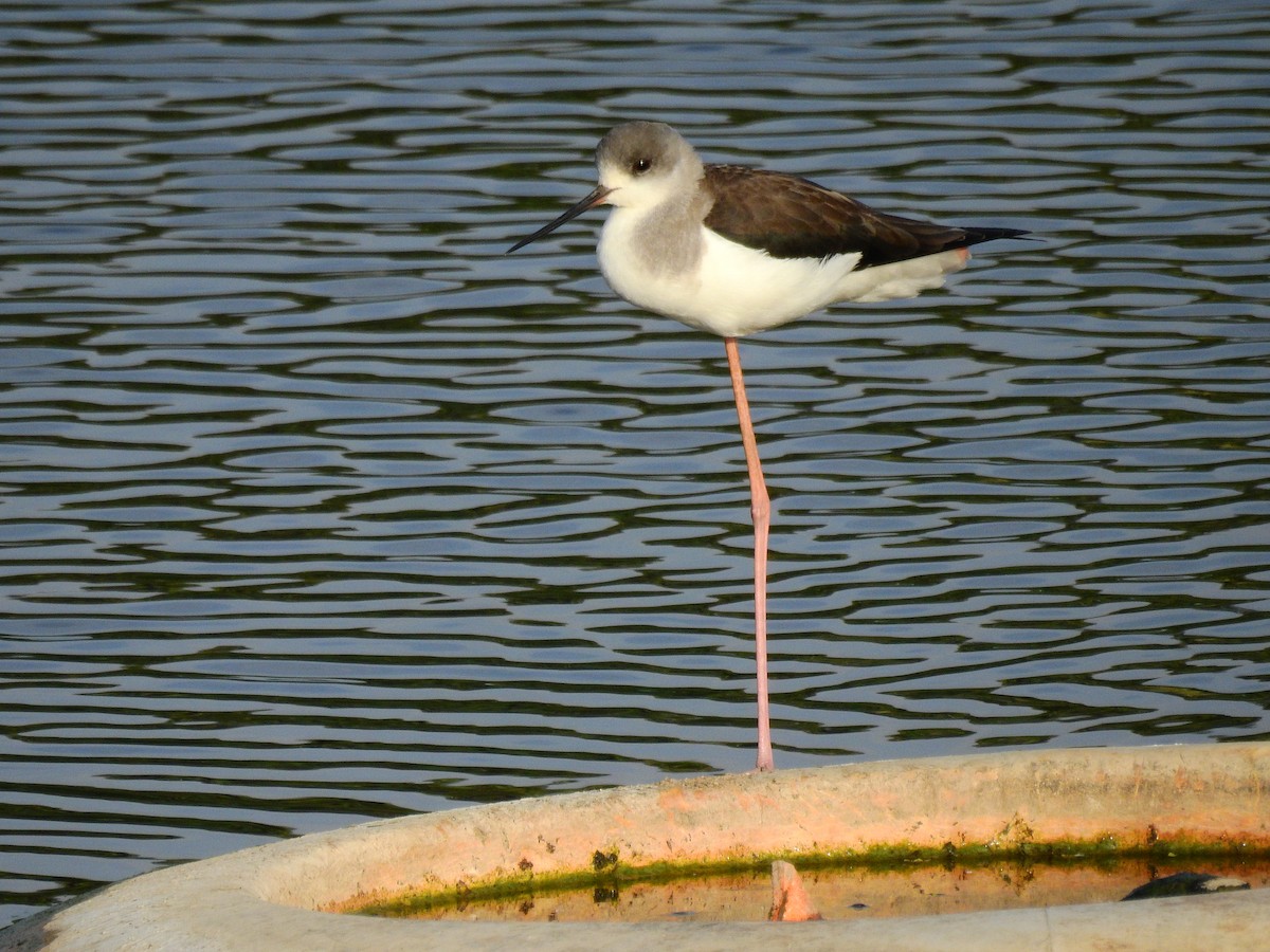 Black-winged Stilt - ML611912504