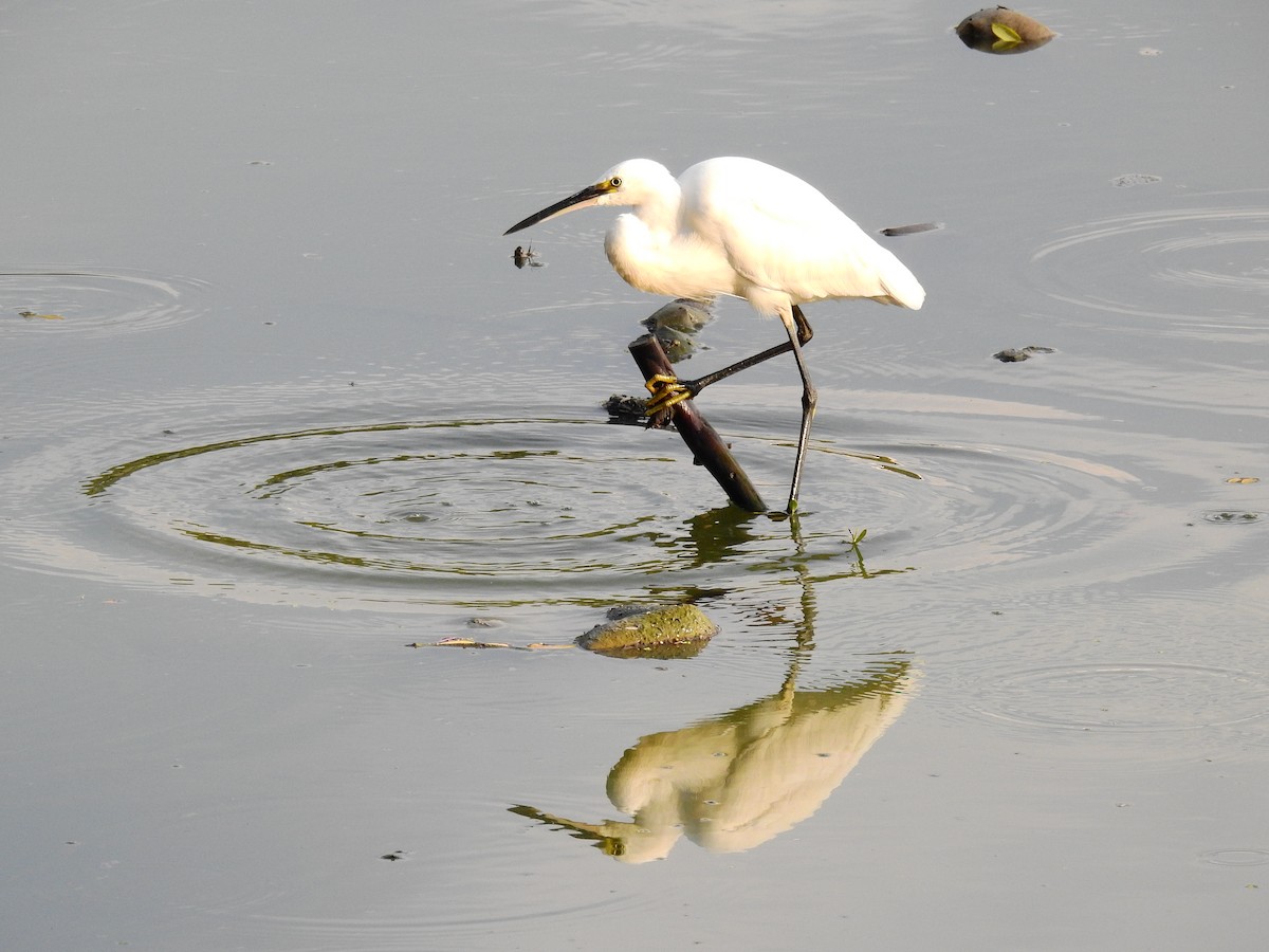 Little Egret - ML611912514