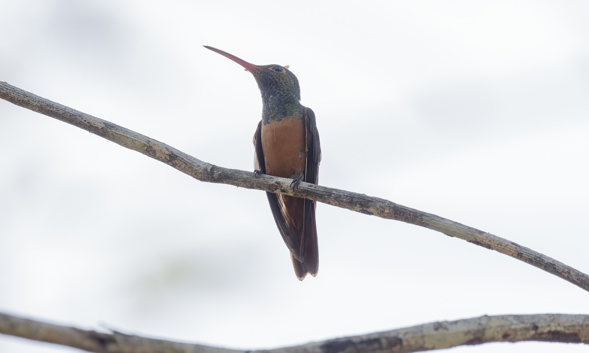 kolibřík yukatanský - ML611912530