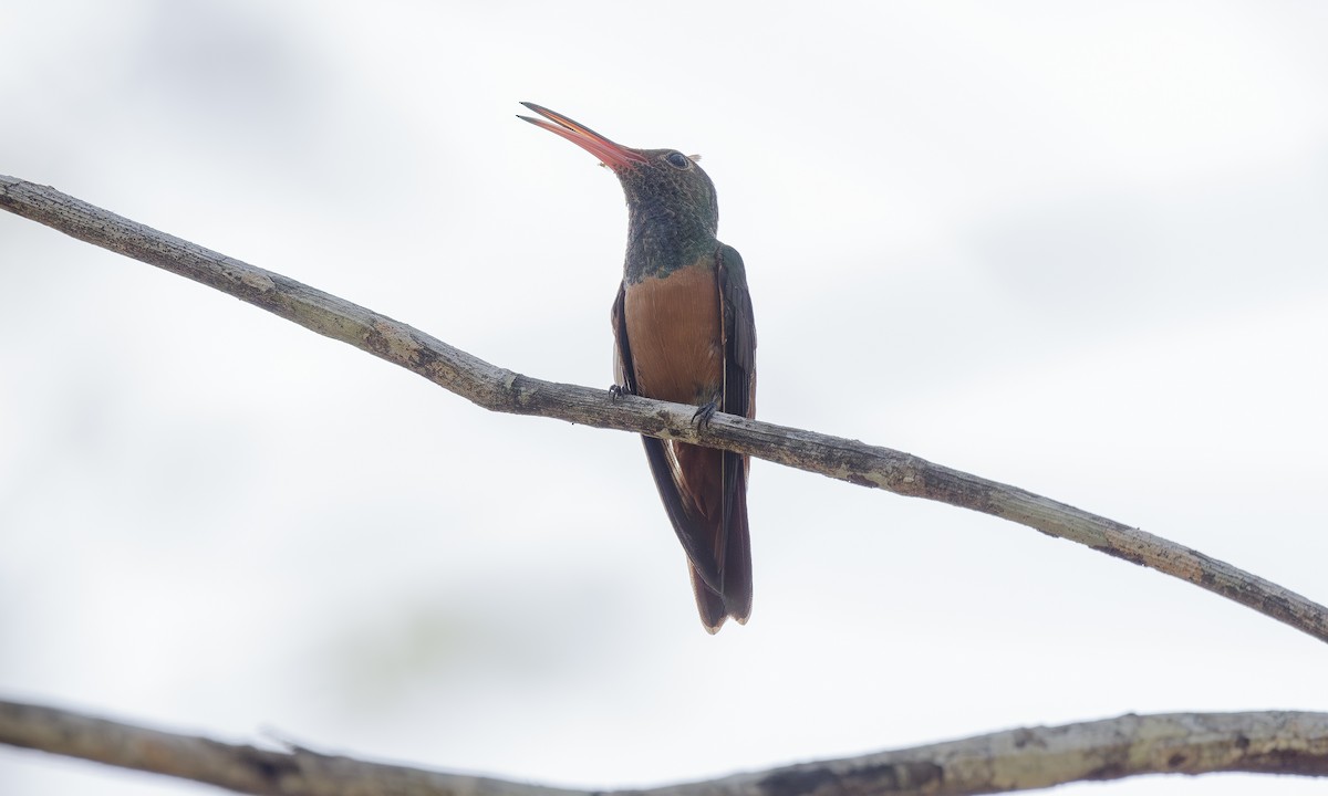 kolibřík yukatanský - ML611912531