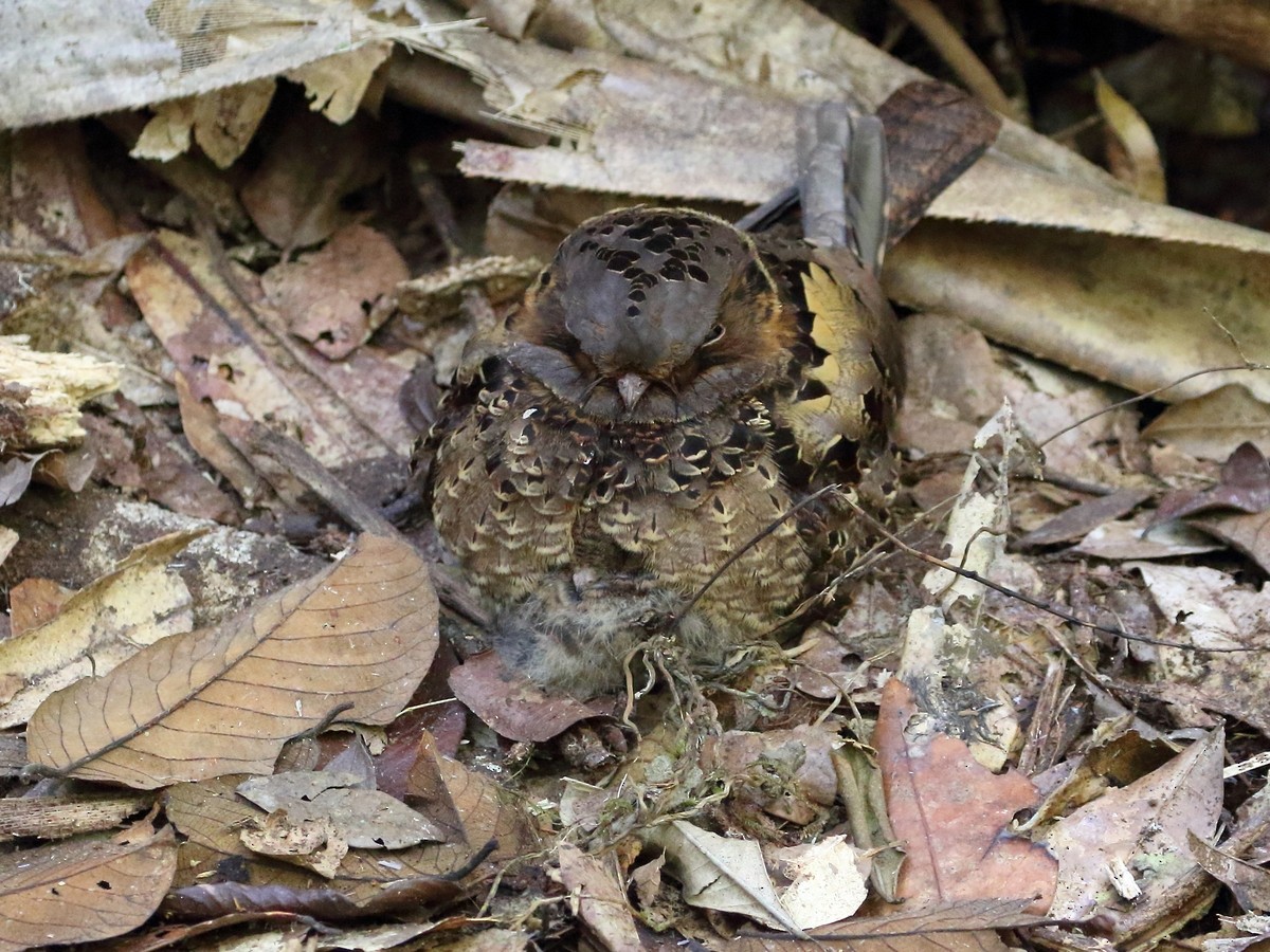 Collared Nightjar - ML611912535