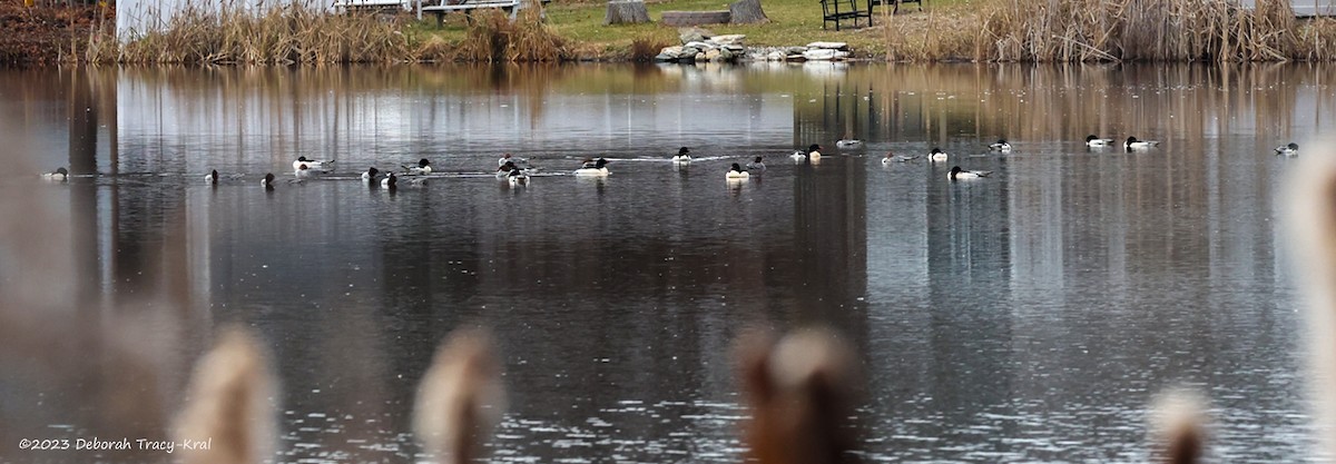 Common Merganser - ML611912552