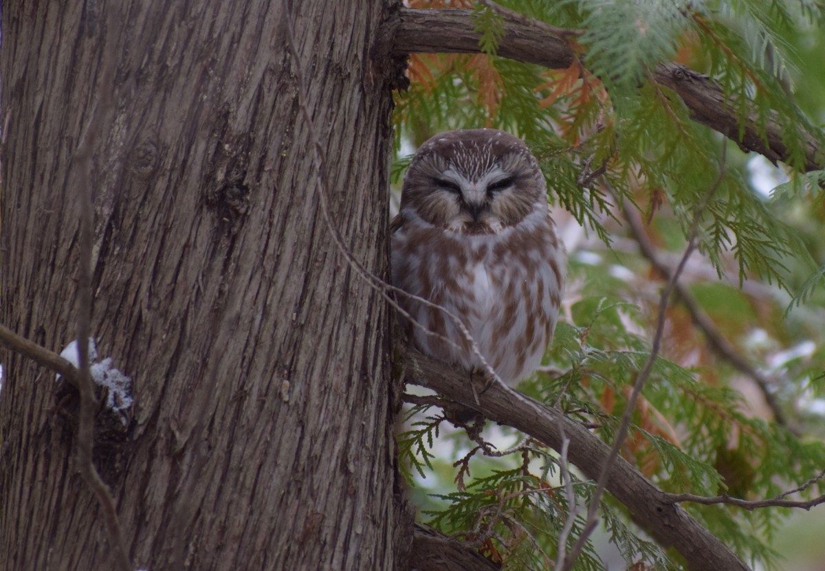 Northern Saw-whet Owl - ML611912612