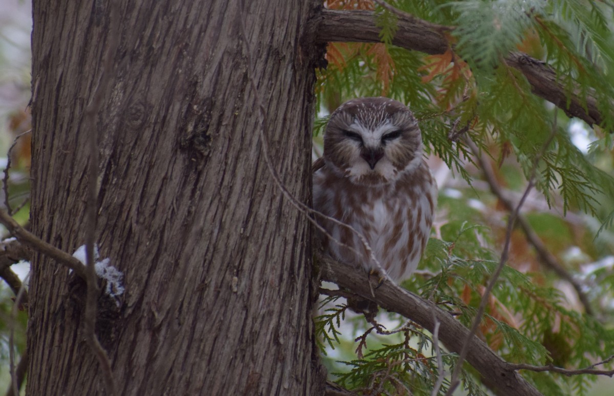 Northern Saw-whet Owl - ML611912614