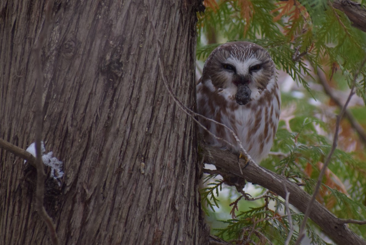 Northern Saw-whet Owl - ML611912615