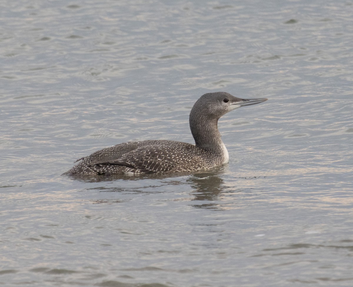 Red-throated Loon - MCHL ____