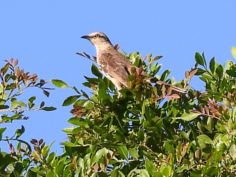 Chalk-browed Mockingbird - ML611912738