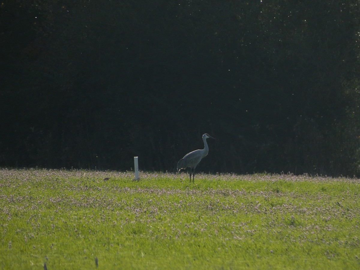 Sandhill Crane - ML611912779