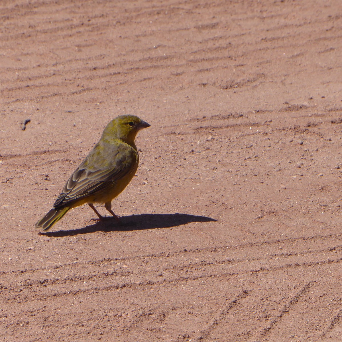 Greenish Yellow-Finch - ML611912901