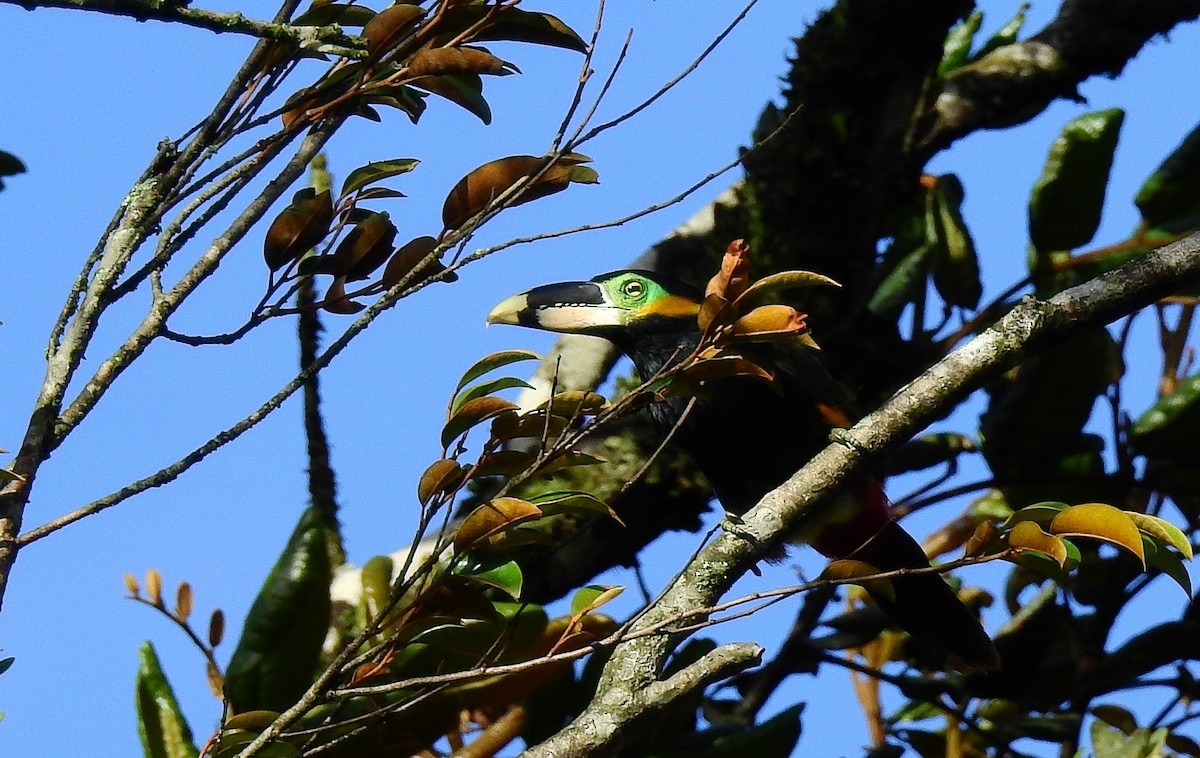 Gould's Toucanet - ML611912910