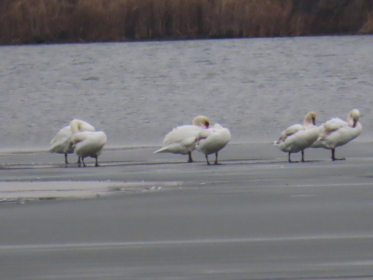 Mute Swan - ML611912951