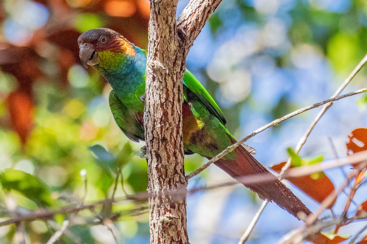 Ochre-marked Parakeet - ML611913049