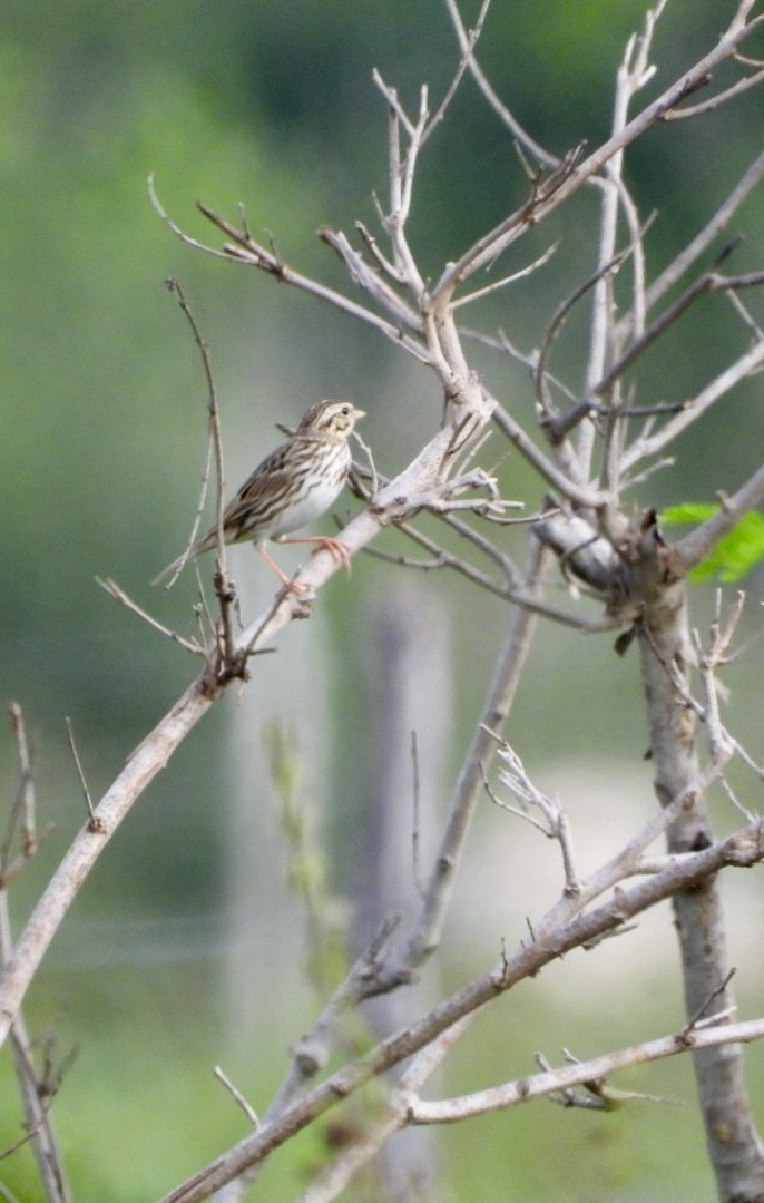 Savannah Sparrow - ML611913198