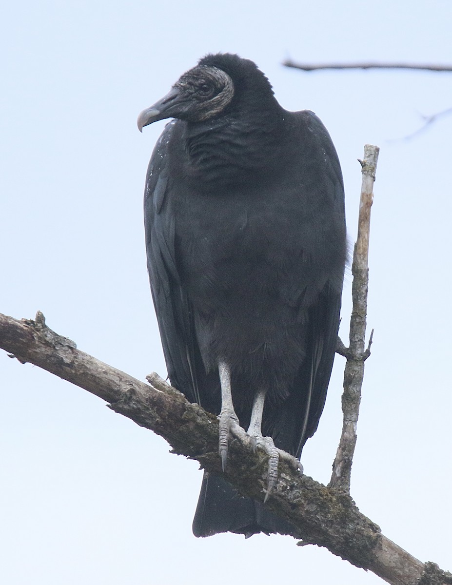 Black Vulture - ML611913216