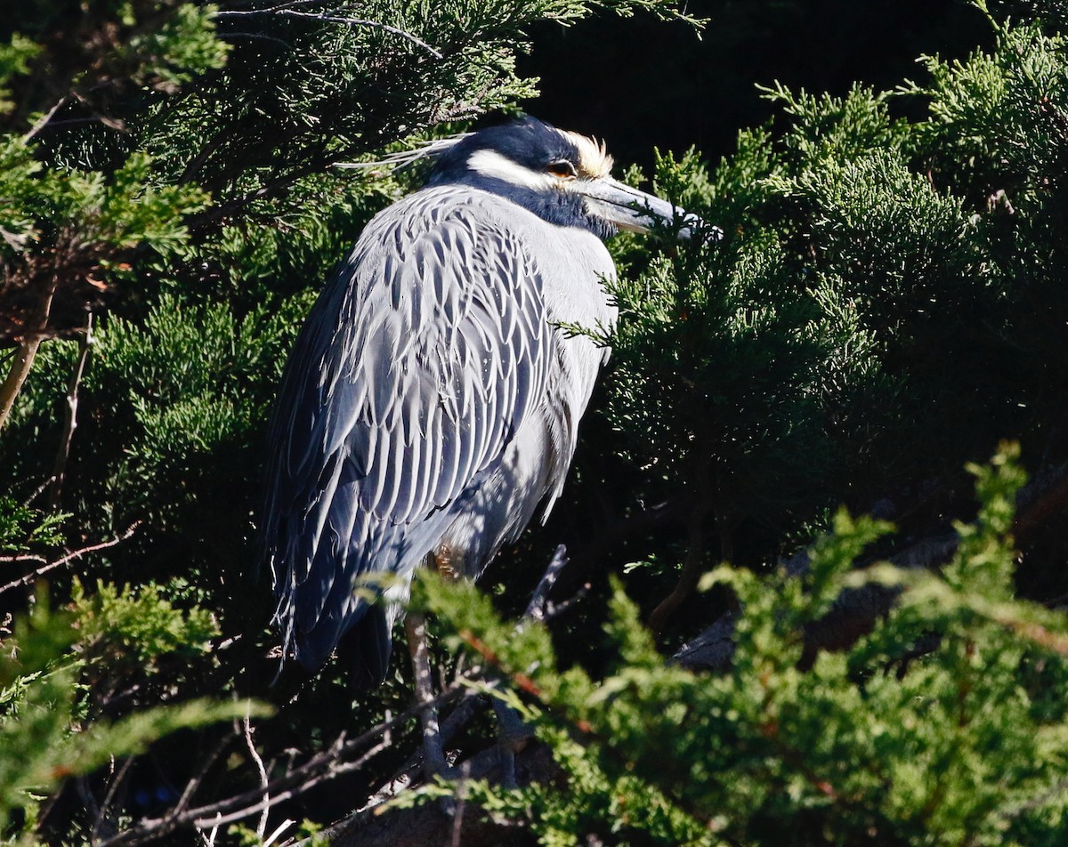 Yellow-crowned Night Heron - ML611913224