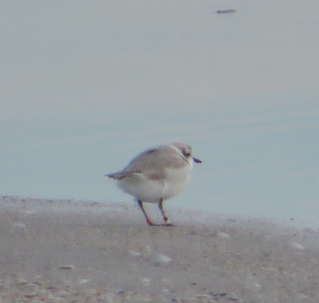 kulík západní - ML611913357