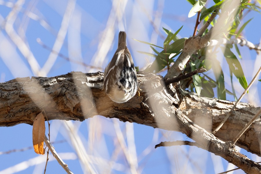 Black-and-white Warbler - ML611913390