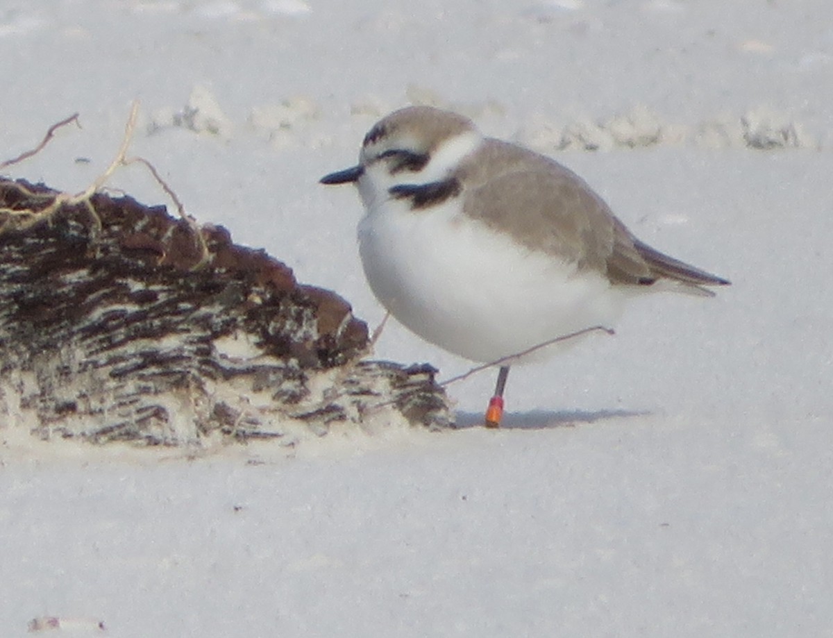 kulík západní - ML611913393