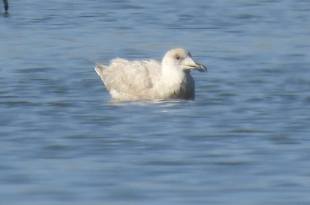 Glaucous-winged Gull - ML611913527