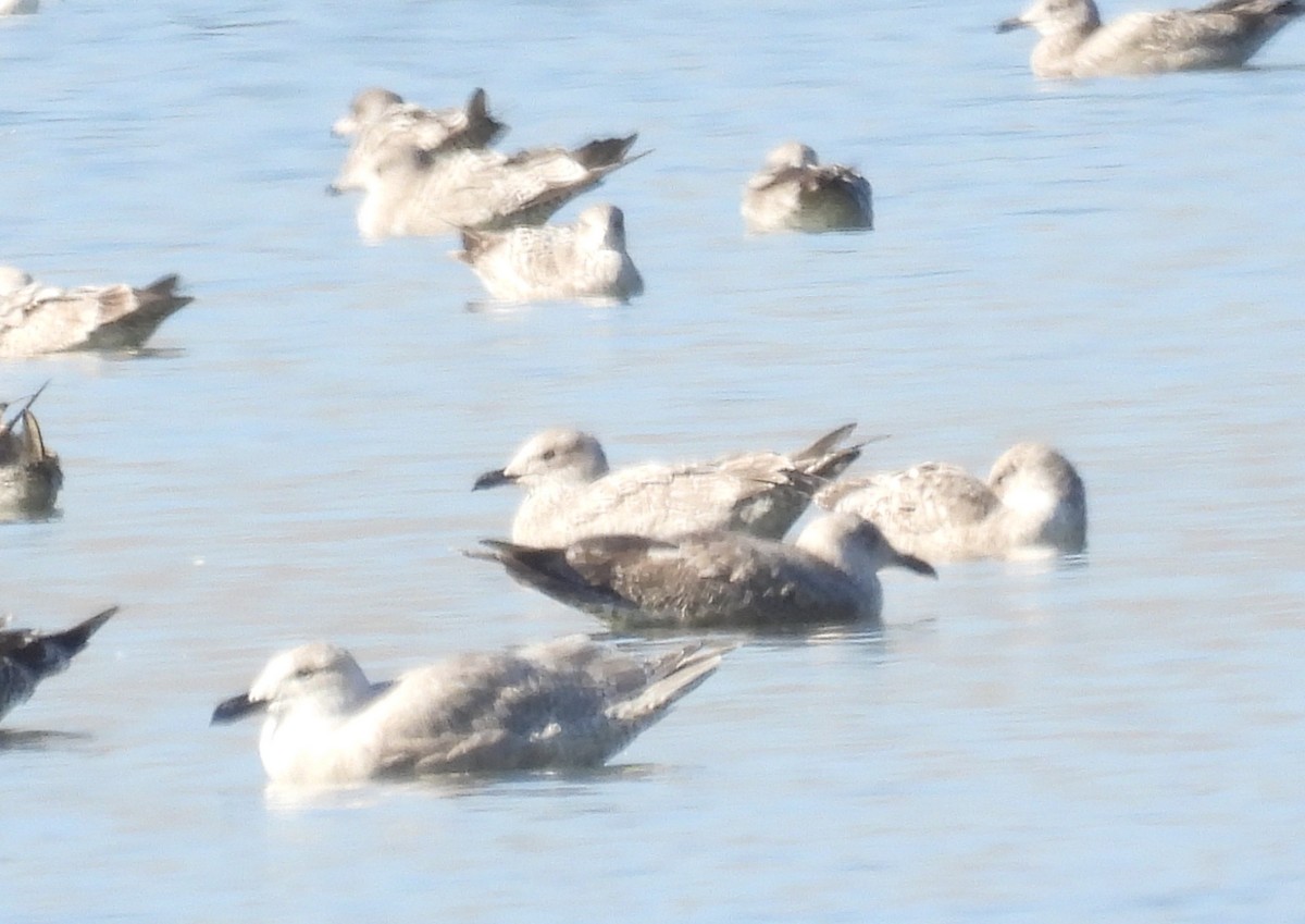 Glaucous-winged Gull - ML611913528