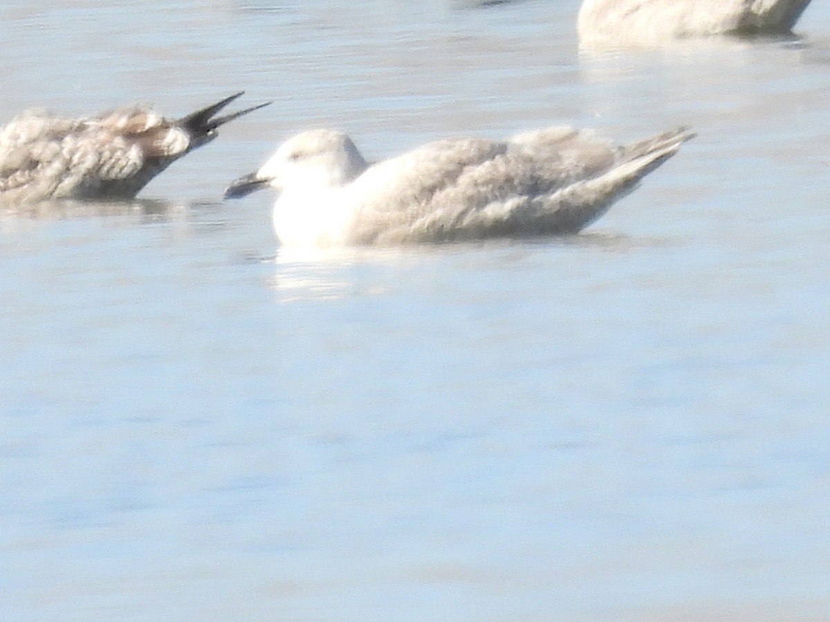 Glaucous-winged Gull - ML611913530