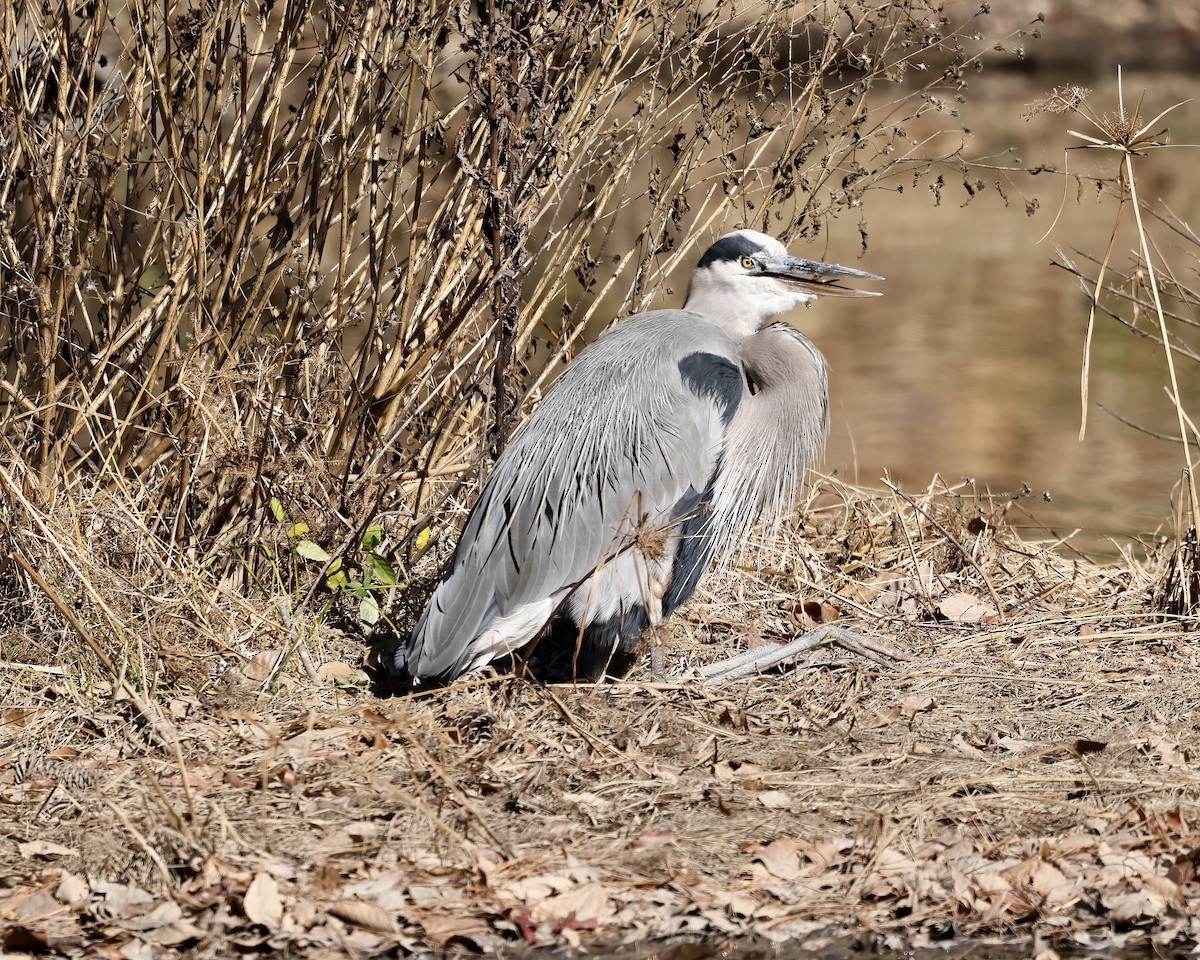 Great Blue Heron - ML611913548