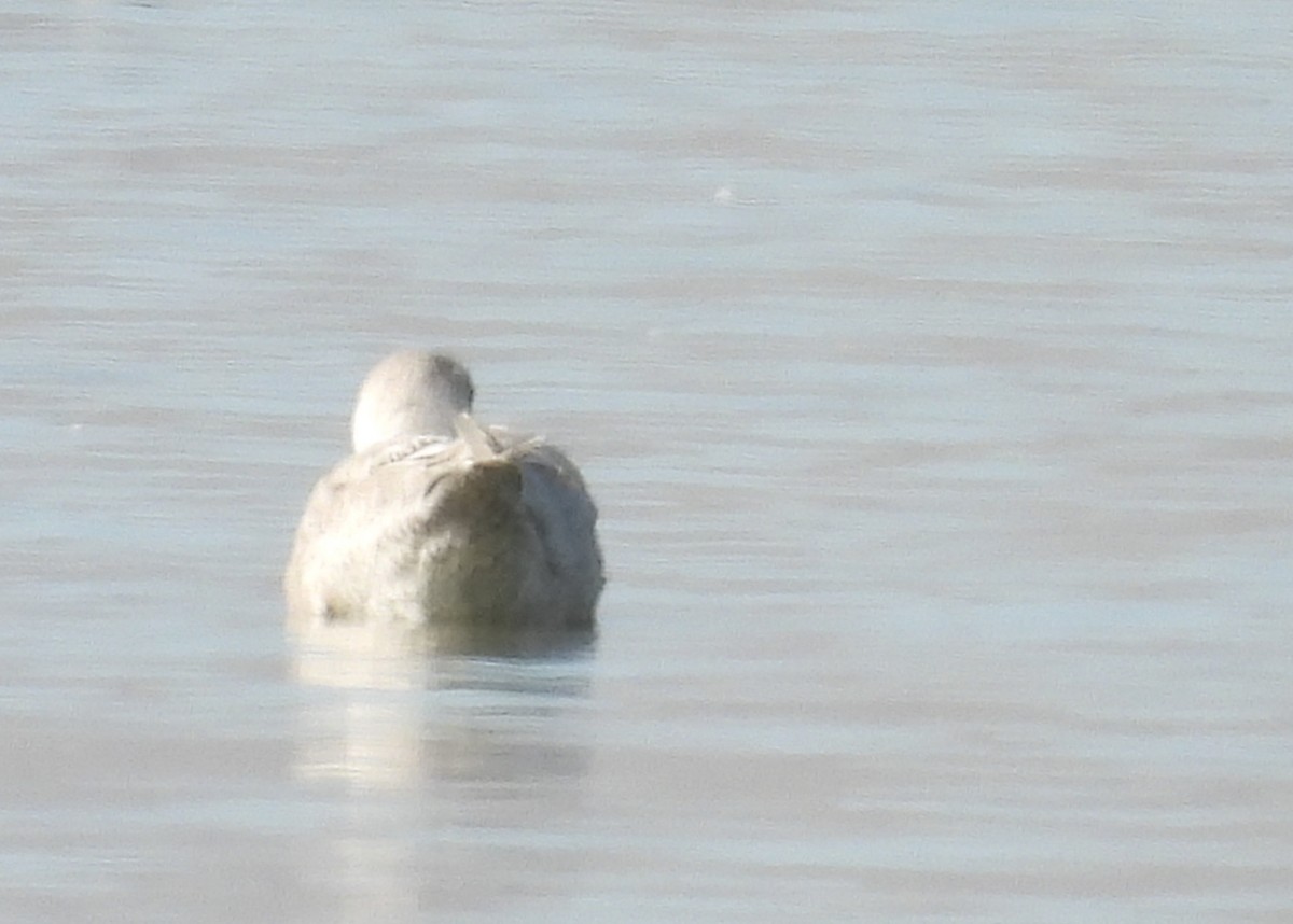 Glaucous-winged Gull - ML611913580