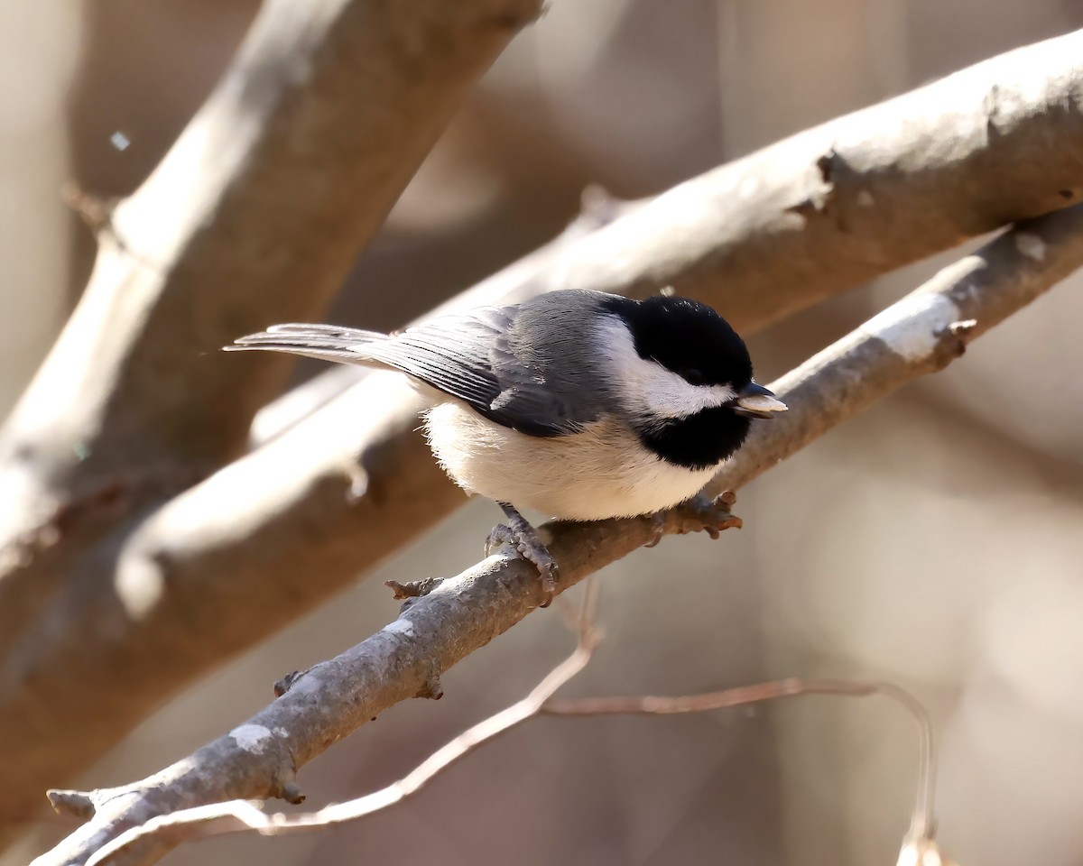 Carolina Chickadee - ML611913585